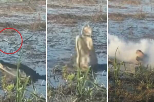 DRONOM SNIMALA ALIGATORA: Životinja iskočila iz vode i zgrabila ga, EKSPLODIRAO mu u ustima! (VIDEO)