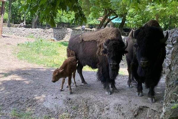 A ĐUKA I SRBA? Fruška, Ninja i Mila su imena bizona u NP "Fruška gora", ostali čekaju svoje nadimke