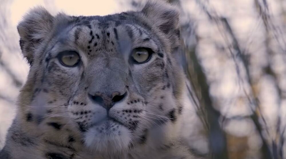 Leopard, Snežni leopard