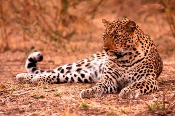 STRAVIČNO: Leopard ubio sedmogodišnju DEVOJČICU, u toku velika AKCIJA!