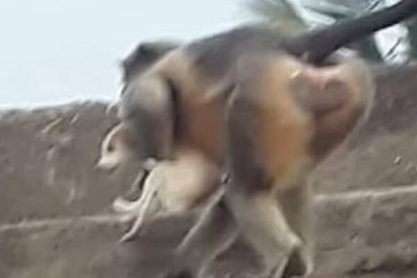 POKOLJ KAKAV SE NE PAMTI: Majmuni ubili 250 pasa na jeziv način, nije im bilo SPASA! (ŠOK VIDEO)
