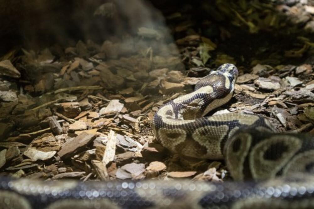 HOROR U MERILENDU: Muškarac pronađen mrtav u svojoj kući, okružen sa više od 100 zmija