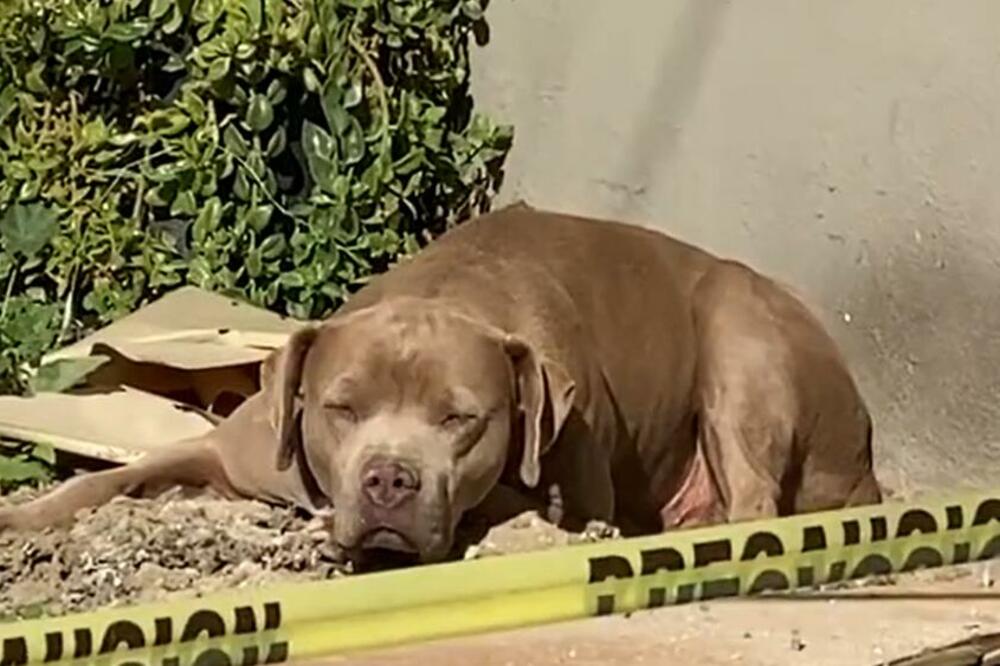 SRCEPARAJUĆ PRIZOR! Pas leži i ne MRDA, čeka ubijenu VLASNICU da se VRATI! (VIDEO)