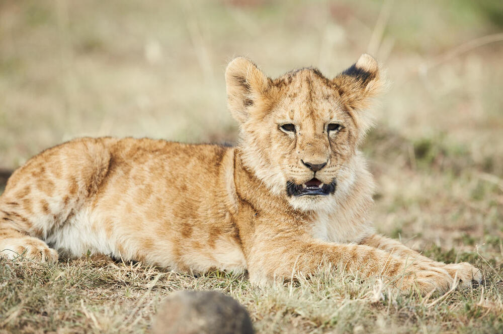 WWF upozorava: Odbegli lav u Budvi ukazuje na problem krijumčarenja životinja