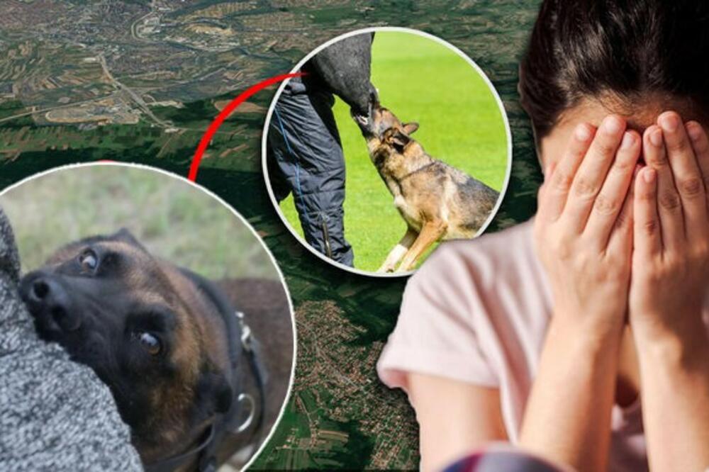 UHAPŠENI VLASNICI IZ BORA: Pustili pse da napadnu i izujedaju ženu