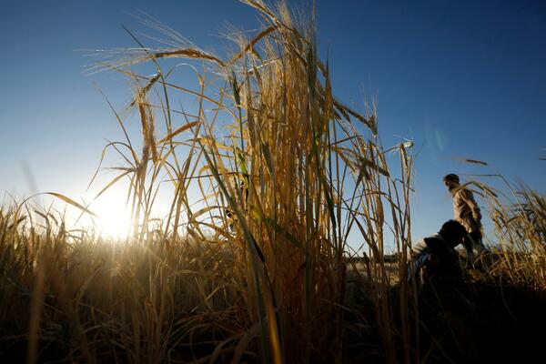 PALA RAMPA: Od danas na snazi ZABRANA izvoza pšenice, kukuruza, brašna i ulja