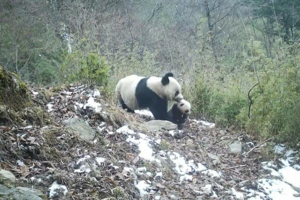 Infracrvena kamera zabeležila život divljih panda (VIDEO)