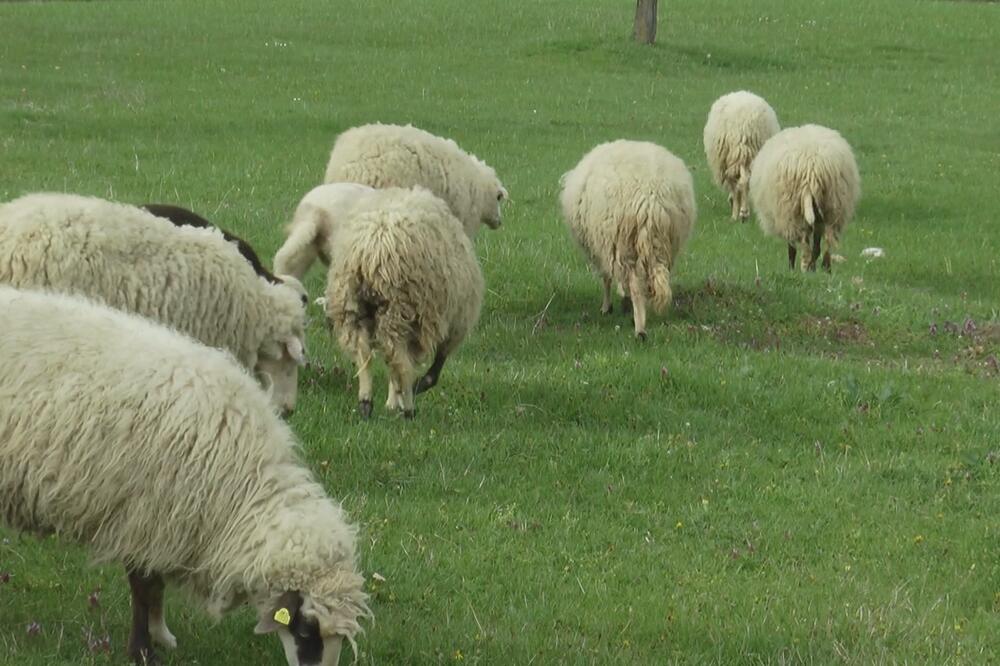 OVAKO TO RADE ŠPANCI: Koze i ovce imaju ogroman doprinos u ČUVANJU OD POŽARA