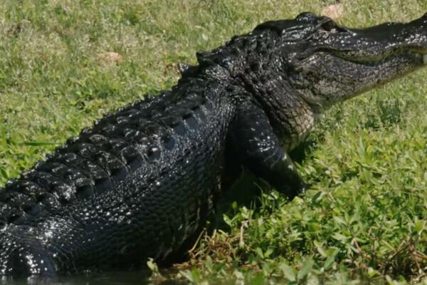 NAPADI SVE ČEŠĆI: Aligator dug 3,5 metra usmrtio muškarca u Južnoj Karolini (FOTO)