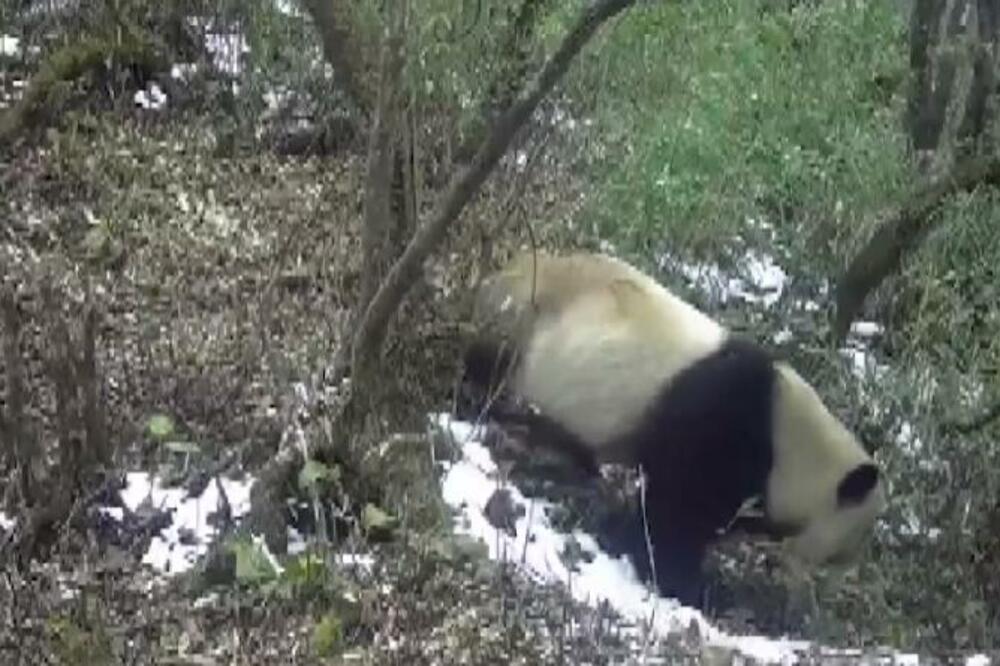 ZAŠTITNI KIŠOBRAN ZA DIVLJE ŽIVOTINJE: Ambiciozni projekat Nacionalnog parka džinovskih pandi (VIDEO)