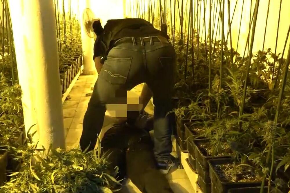 KRIMINALNA GRUPA DILERA "PALA" U NIŠU: Policija im pronašla 28 kilograma DROGE!
