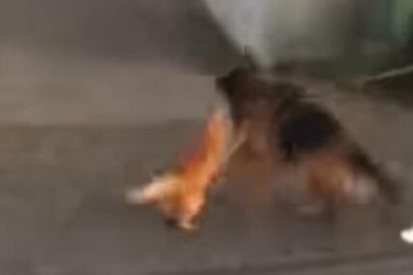 MAJ GERI U GLAVU BRE: Mačka bukvalno nokautirakla agresivnog vučjaka, ljudi u neverici šta vide (VIDEO)