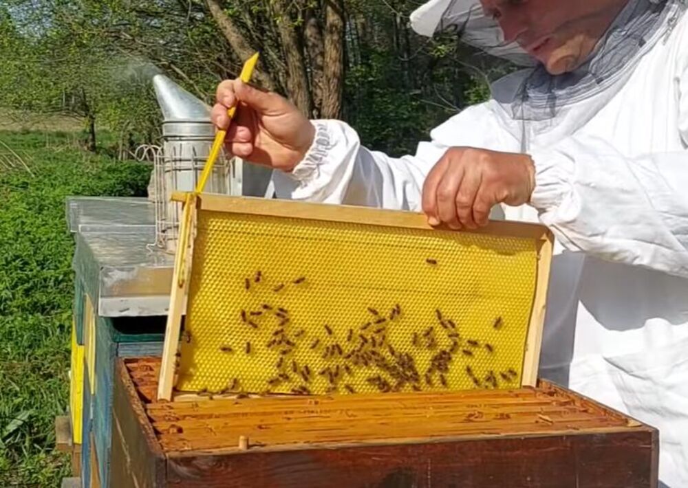 Pčele i pčelar