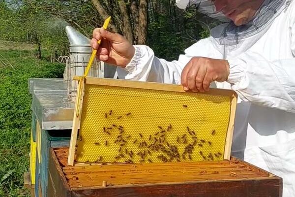 PČELARI IZ KARAVUKOVA RAZVILI BIZNIS SA PČELAMA: Počeli hobi sa dve košnice, a sada imaju 50!