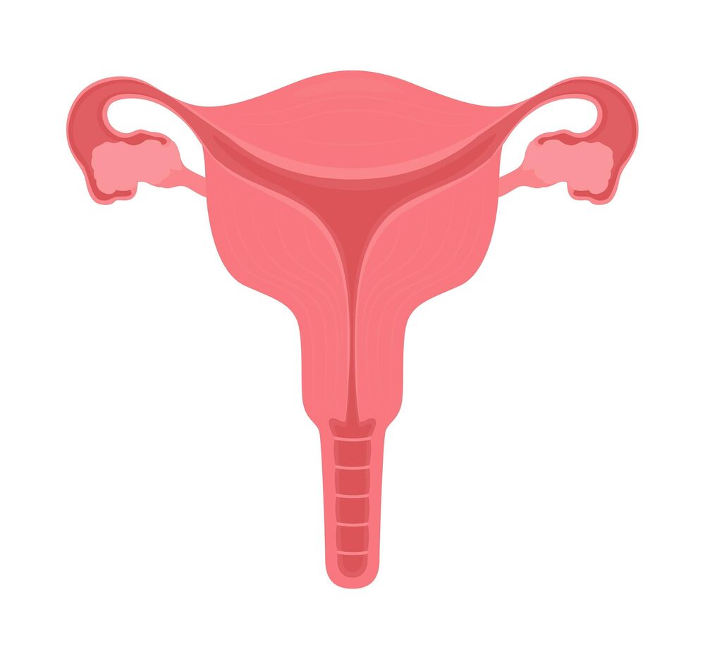 Materica, Jajnici, Ženski reproduktivni sistem