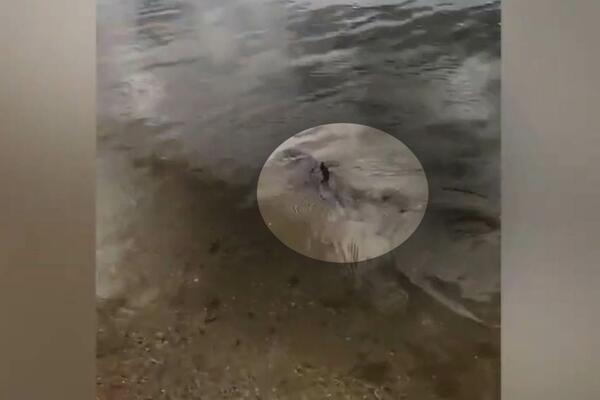 ŠTA JE BRE OVO, LJUDI?! Ajkula od metar pliva U RECI, žena se šokirala kad je videla, izašao i horor snimak (VIDEO)