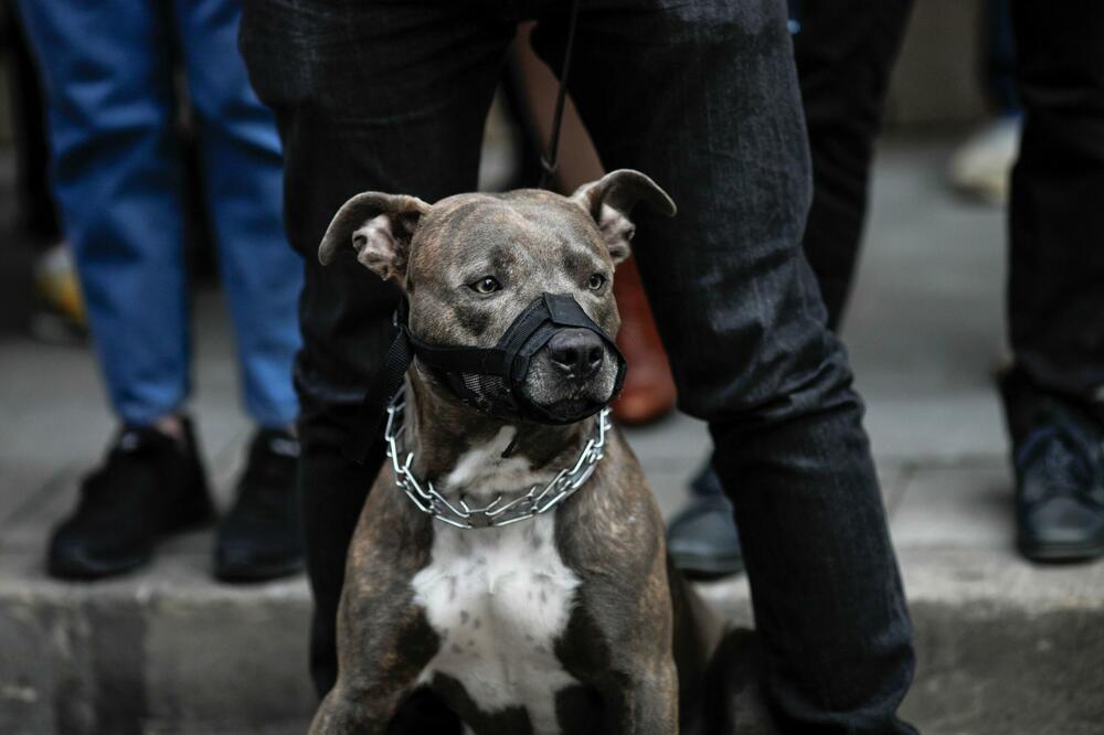 UŽAS: Masovno trovanje pasa u Leskovcu