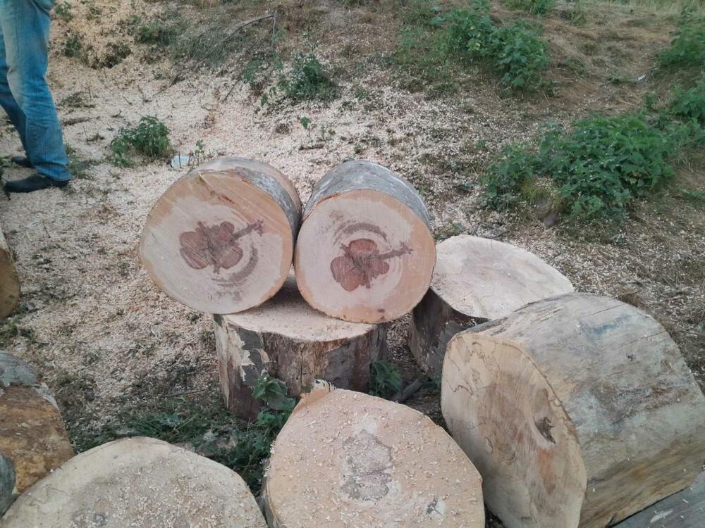 Drvo
