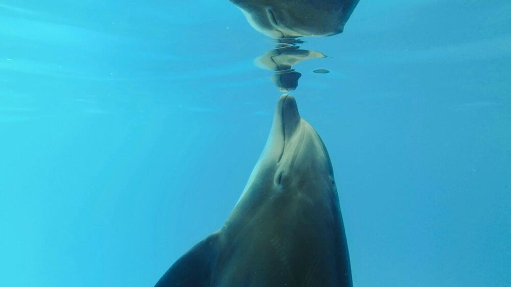 Delfin, More
