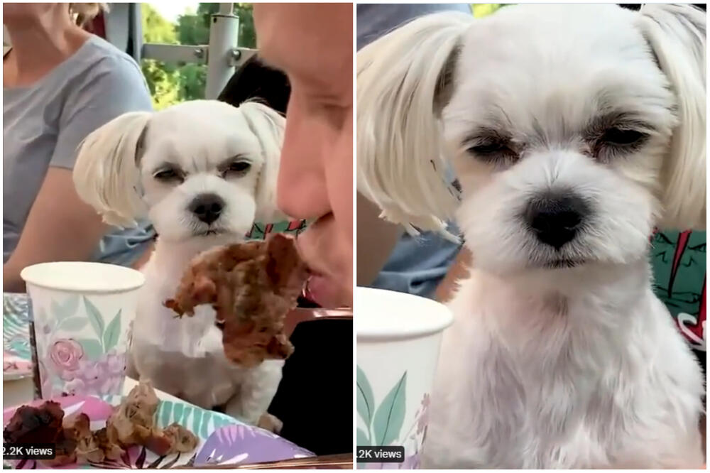 NIŠTA SMEŠNIJE DANAS NEĆETE VIDETI: Pogledajte šta je ovaj pas uradio dok su mu PRAVILI ZAZUBICE! (VIDEO)