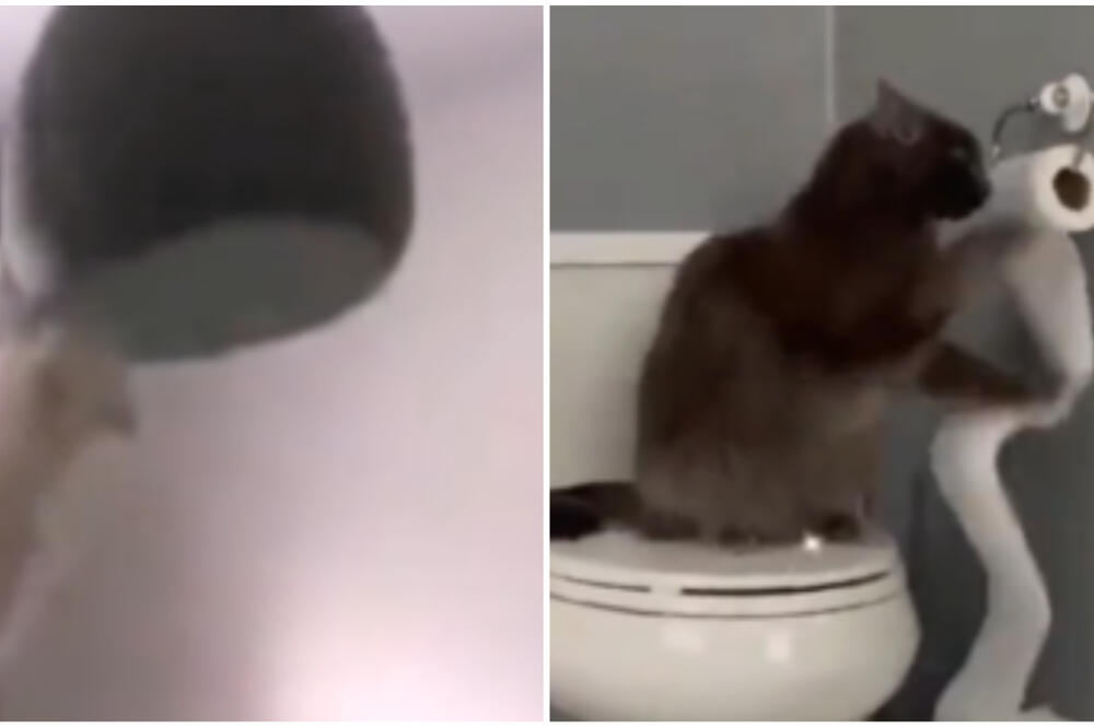 OVO JE NEŠTO NAJSMEŠNIJE ŠTO ĆETE DANAS VIDETI: Mačka pokazala kako se MAJSTORIŠE u STANU, HIT (VIDEO)