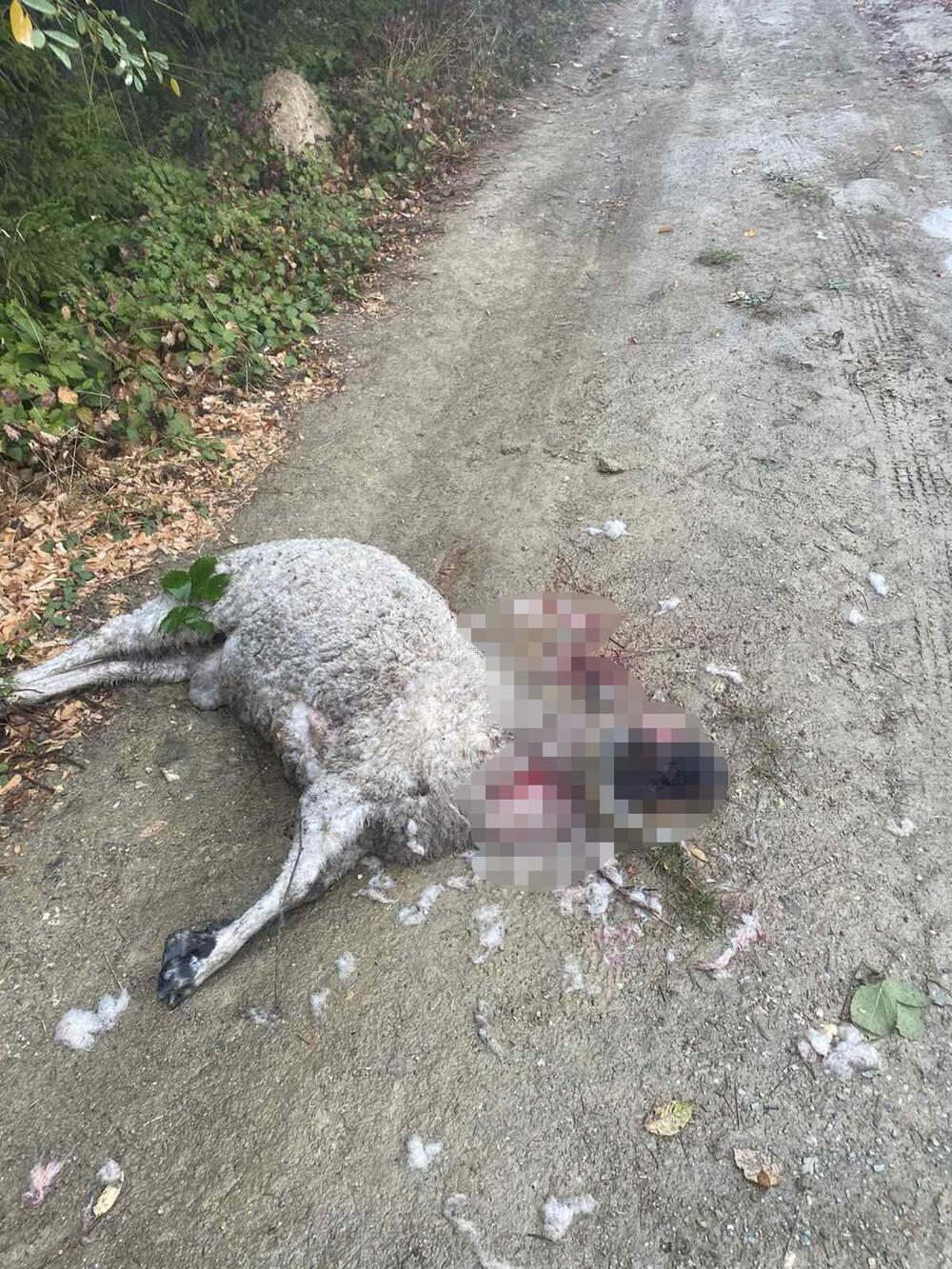Vuk ubio ovcu