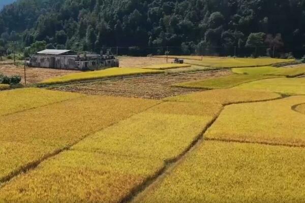 Žetva žitarica u Kini se odvija po planu: Završeno više od 99 odsto setve (VIDEO)