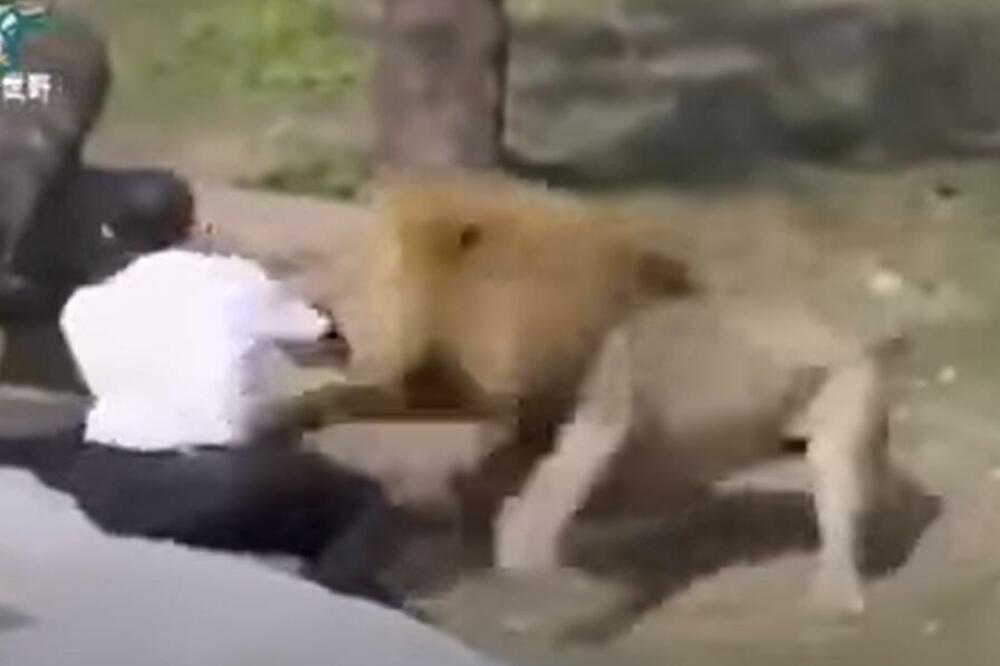 SVEŠTENIK PROBAO DA PREOBRATI LAVOVE, PA IZVUKAO DEBLJI KRAJ! Isplivao uznemirujući snimak drame u zoo vrtu (VIDEO)