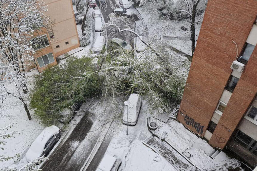 Sneg u Beogradu obarao drveće