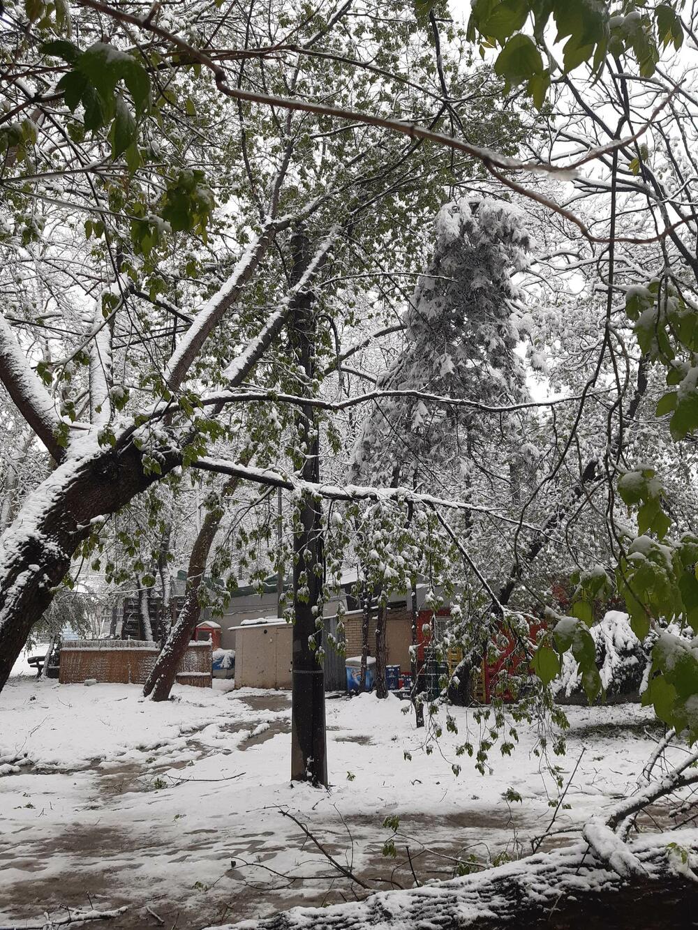 Polomilo se drvo na Novom Beogradu