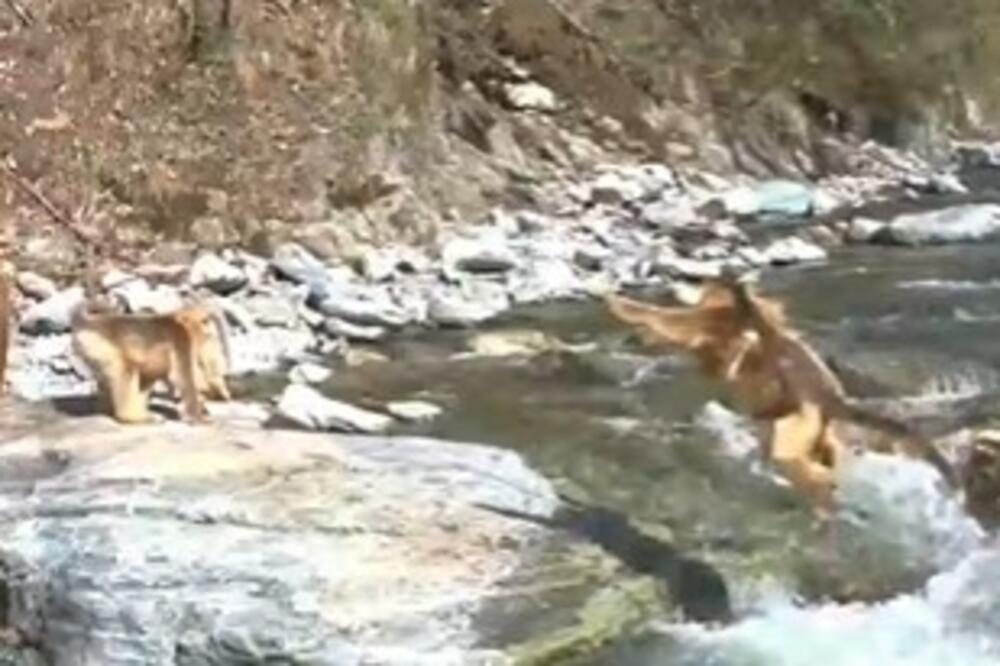 Stotine divljih zlatnih majmuna na planini Ćinling