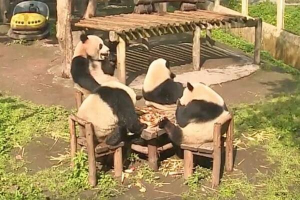 Kako pande uživaju u hrani? (VIDEO)