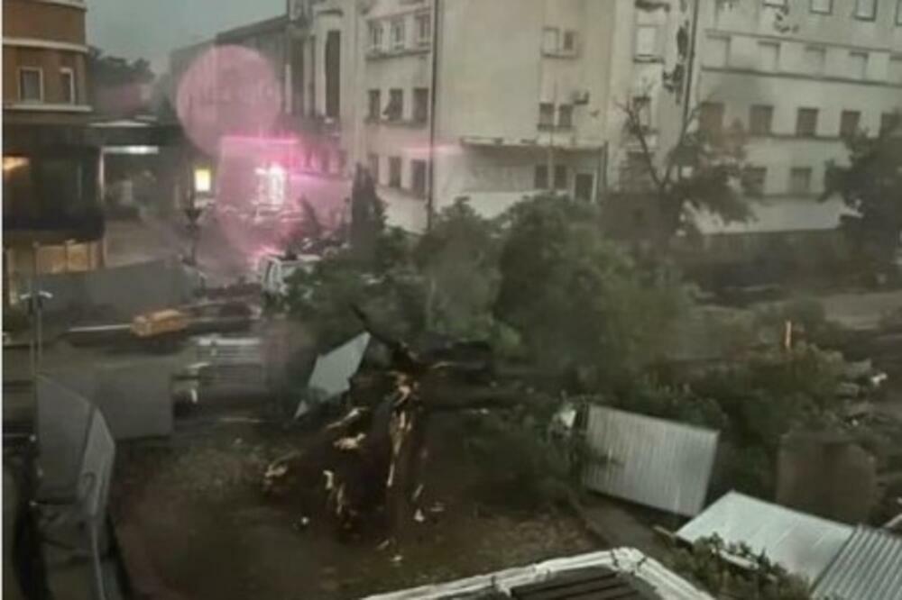 UNIŠTEN SIMBOL NOVOG SADA: Oluja SRAVNILA čuveni koprivić u centru grada (FOTO/VIDEO)