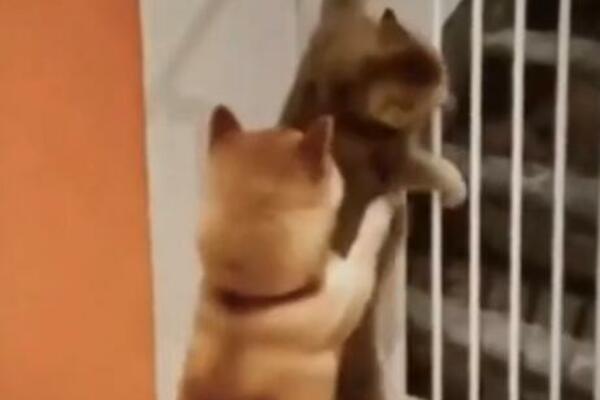SNIMAK SA TIK TOKA KOJI LJUDI DELE KAO BLESAVI: Pas i mačka SAUČESNICI U ZLOČINU, ona skače dok on PRIDRŽAVA(VIDEO)