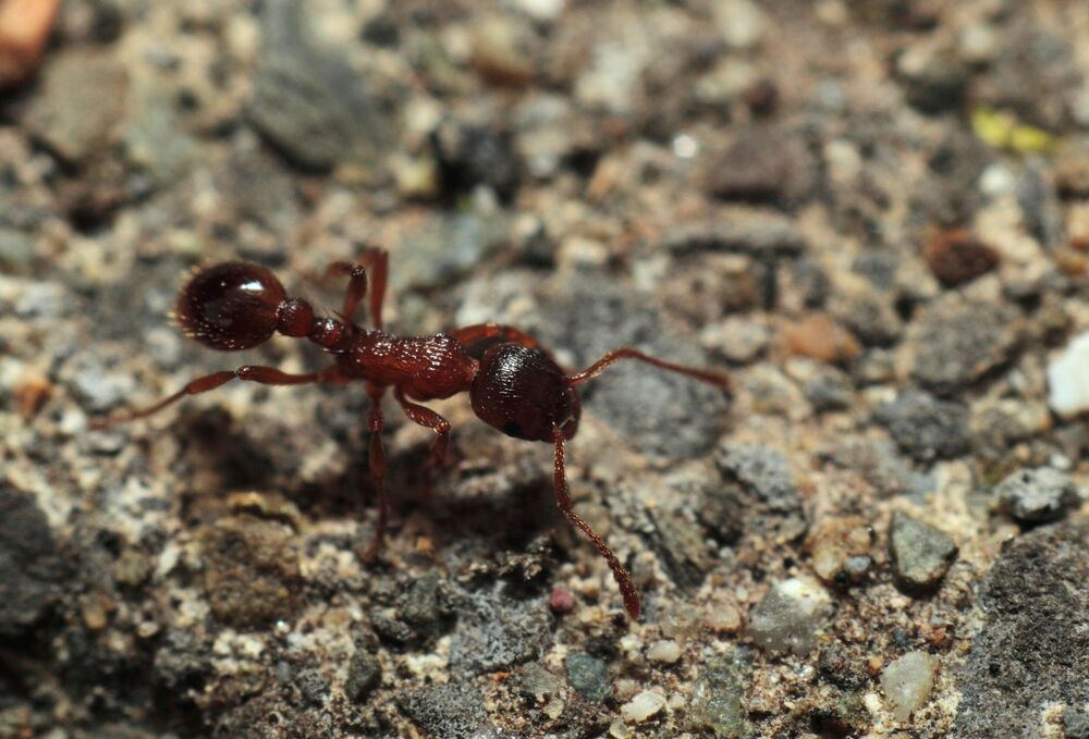 Crni mravi ukazuju na povoljne vesti