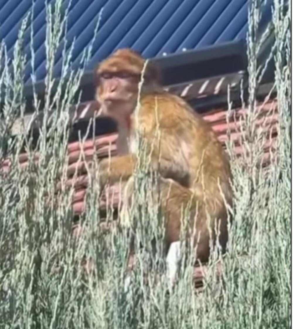 Majmun snimljen na Karaburmi