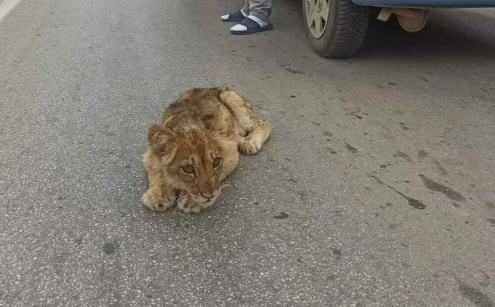Mladunče lava