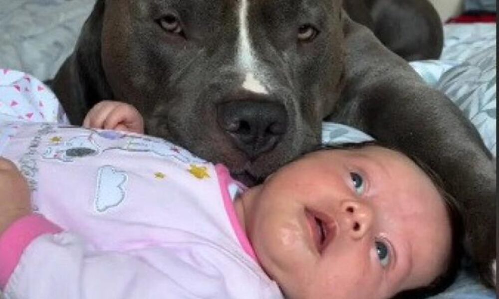 Pas i beba spavaju zajedno