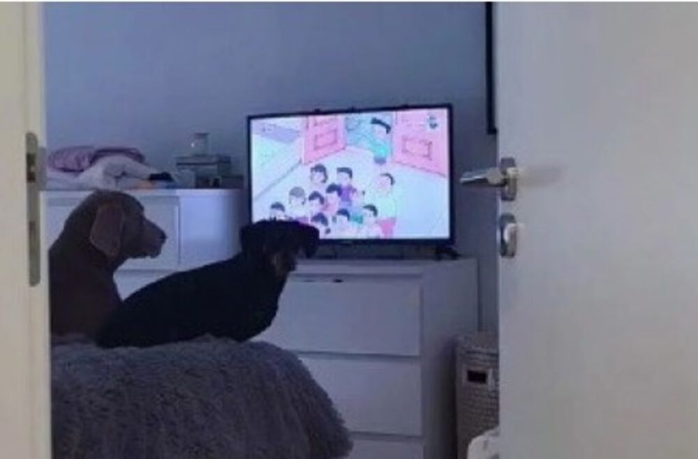 Psi gledaju TV