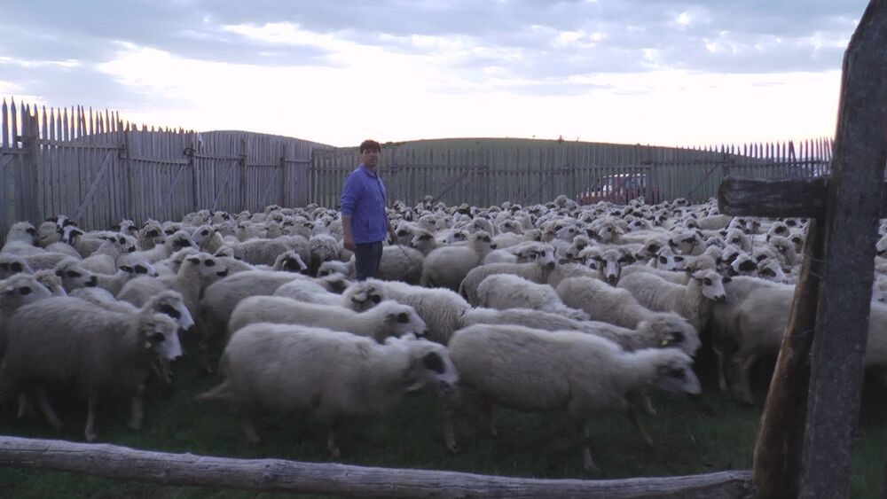 Kurtagići imaju najveće stado ovaca na Balkanu